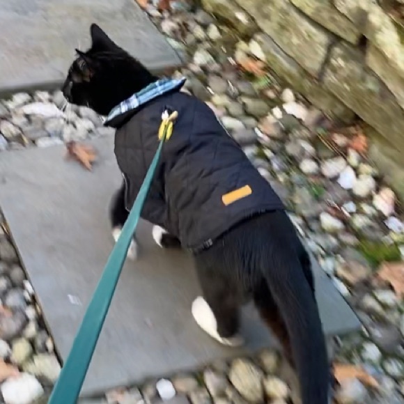 Other - Waterproof Windproof Reversible cat or dog Coat  XS